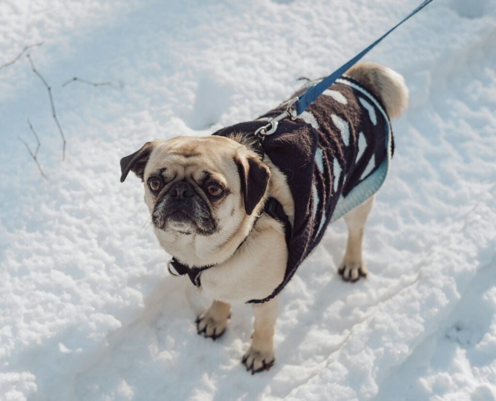 Pug in snow