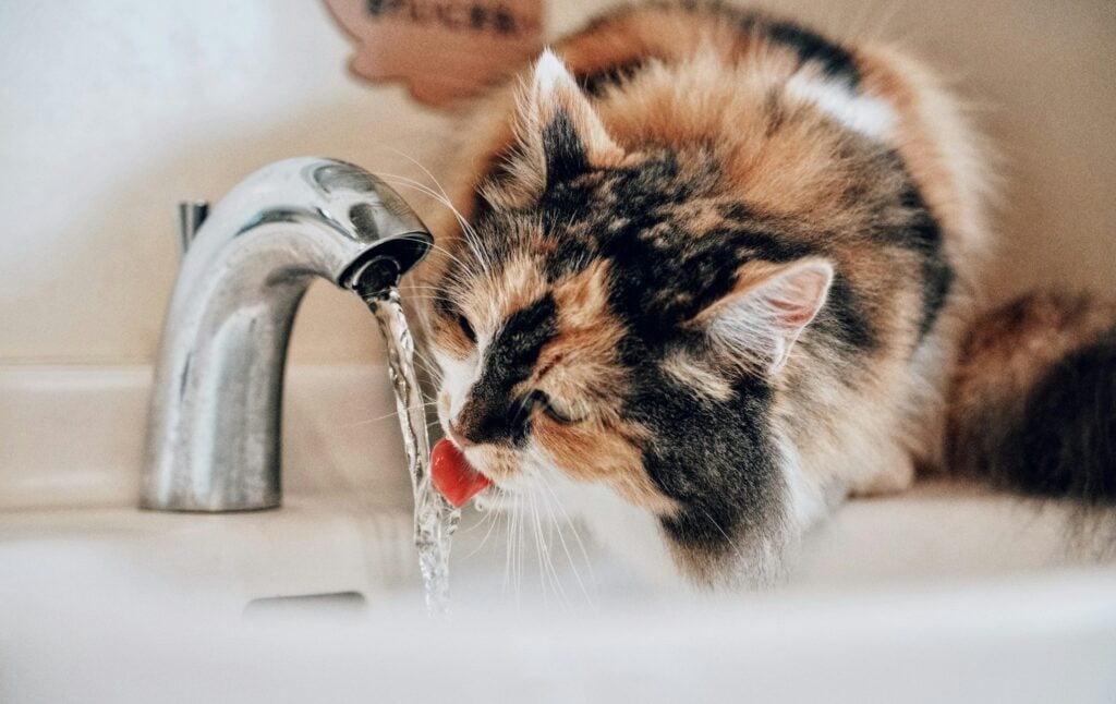 cat drinking from faucet