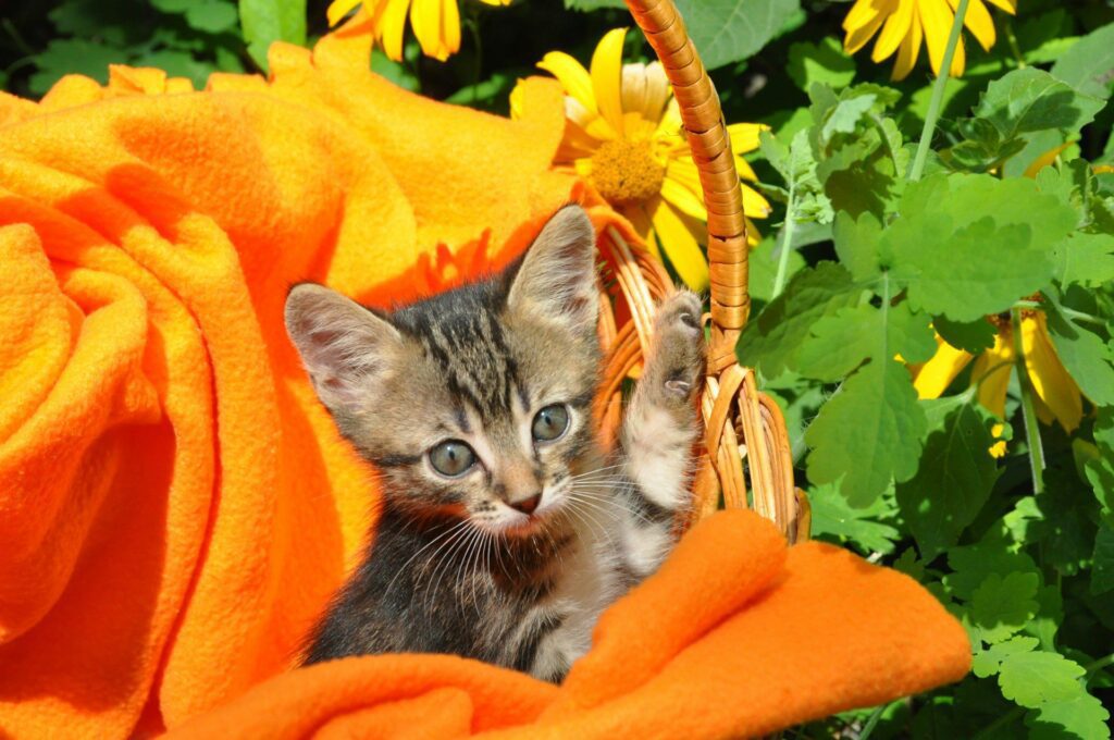 Kitten on orange blanket